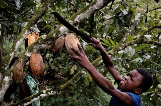 
          Travail des enfants: Le recours au travail des enfants dans le cacao en Côte d'Ivoire et au Ghana a t-il diminué?   