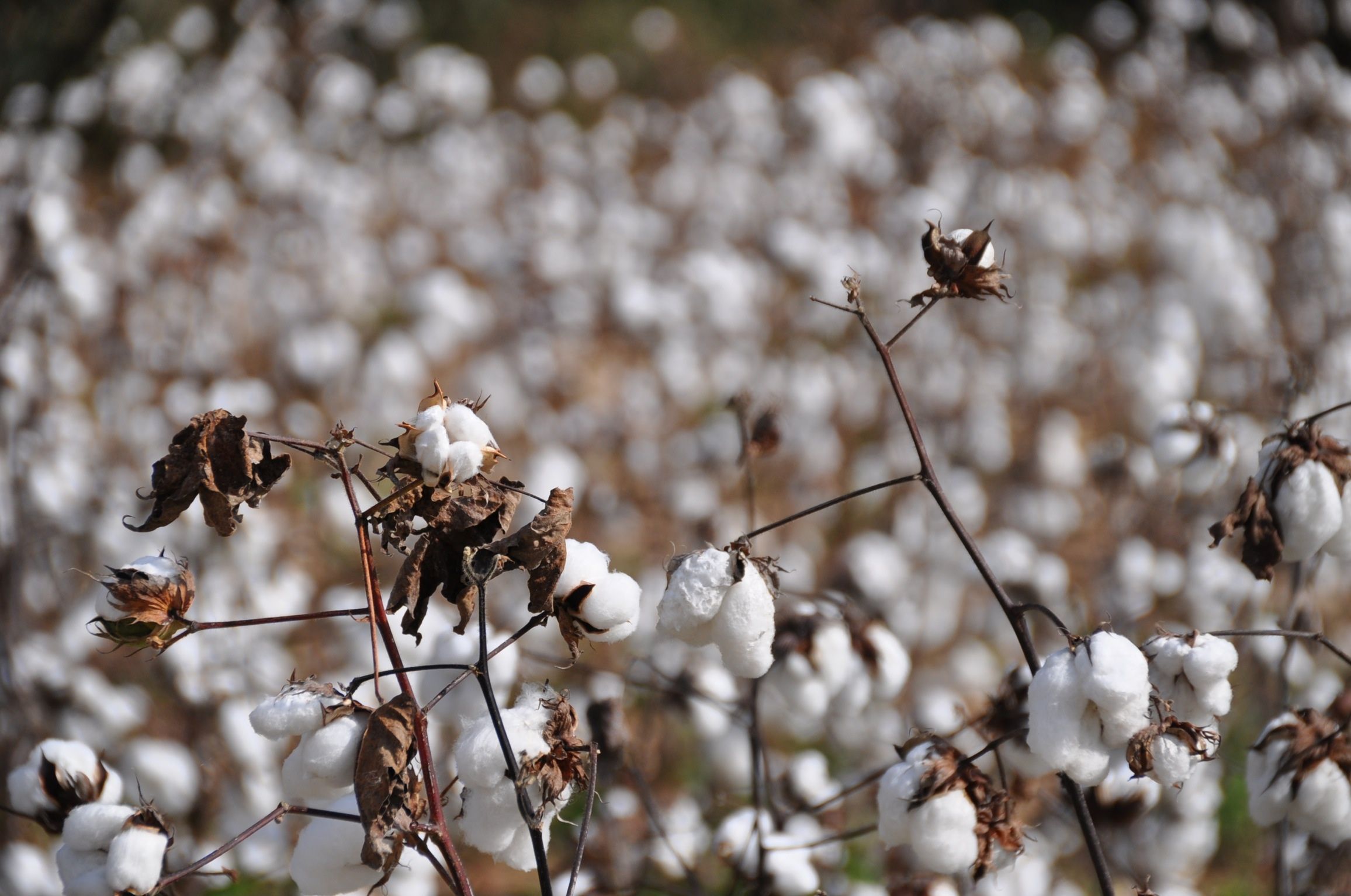 
          Prévisions de la production de coton au Burkina Faso et au Mali pour la campagne 2020/21