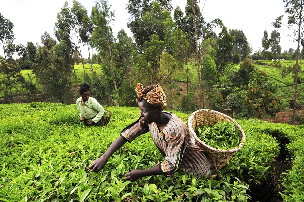 
          Filière thé: Le Kenya envisage de supprimer le système de vente directe de thé