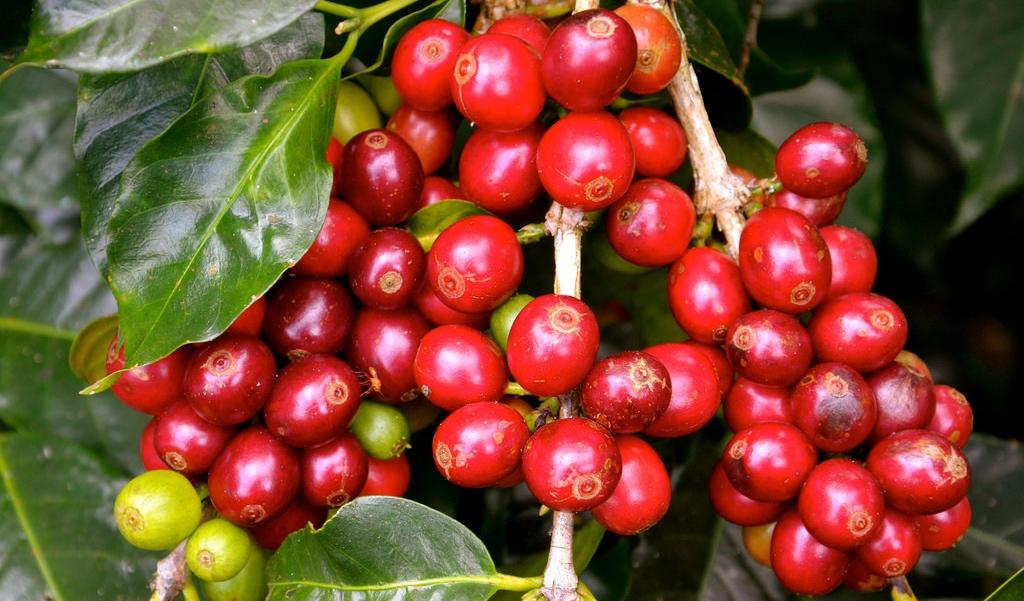 
          Financement agricole: La filière café au Kenya bénéficie d'une enveloppe de la Banque mondiale 