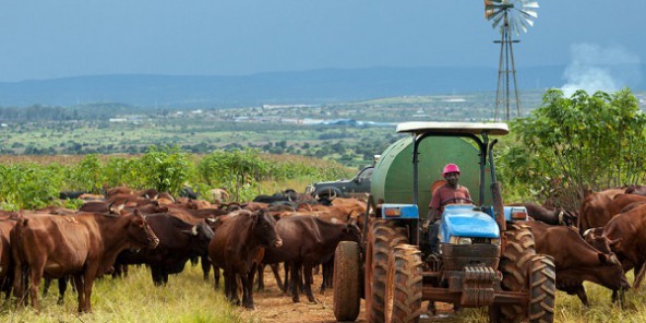 
          Mécanisation agricole au Cameroun: Un budget de 5 milliards FCFA doté au CENEEMA