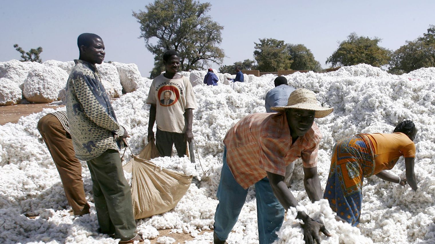 
          Pour la campagne 2020/21, un  record de production de coton possible en Côte d'Ivoire