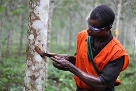 
          Les exportations de caoutchouc de Côte d’Ivoire ont bondi de 58% au 1er trimestre 2020 