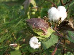 
          La Chronique des Matières premières agricoles: Le coton au 23 avril 2020