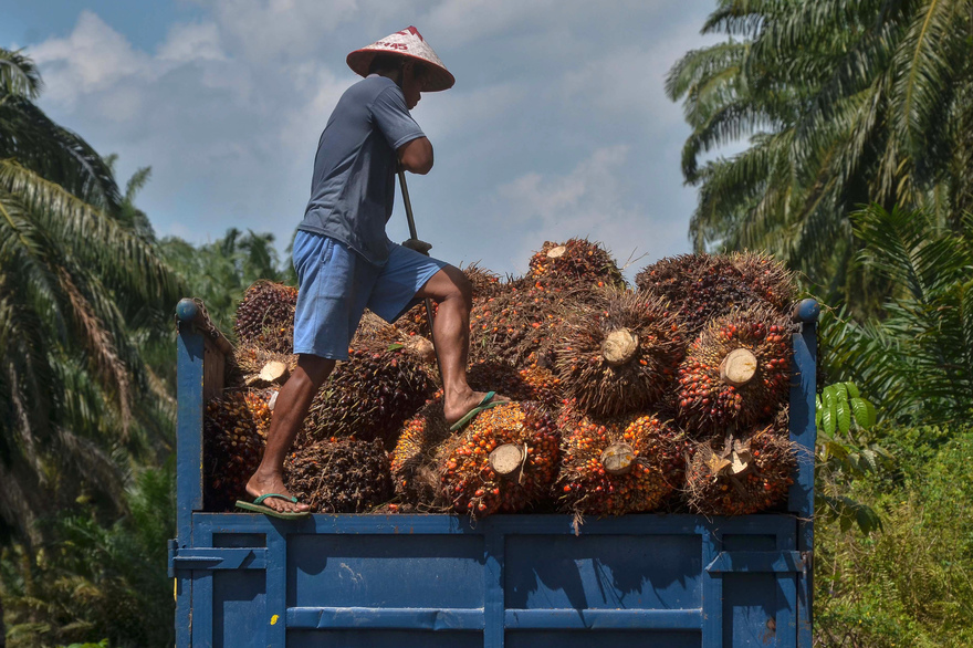 
          La Chronique des Matières premières agricoles: L’huile de palme au 23 avril 2020