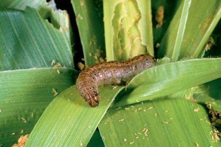 
          Sécurité alimentaire: Chenille légionnaire au Ghana, les autorités tirent la sonnette d'alarme 