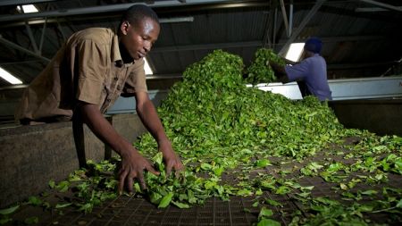 
          En Ouganda, le covid-19 ralenti le marché du thé et le stockage s’avère difficile 