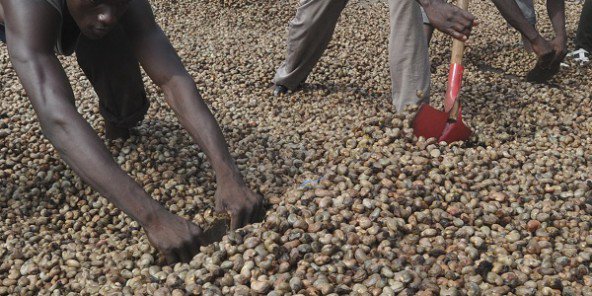 
          Le covid-19 n'épargne pas la filière anacarde au Sénégal