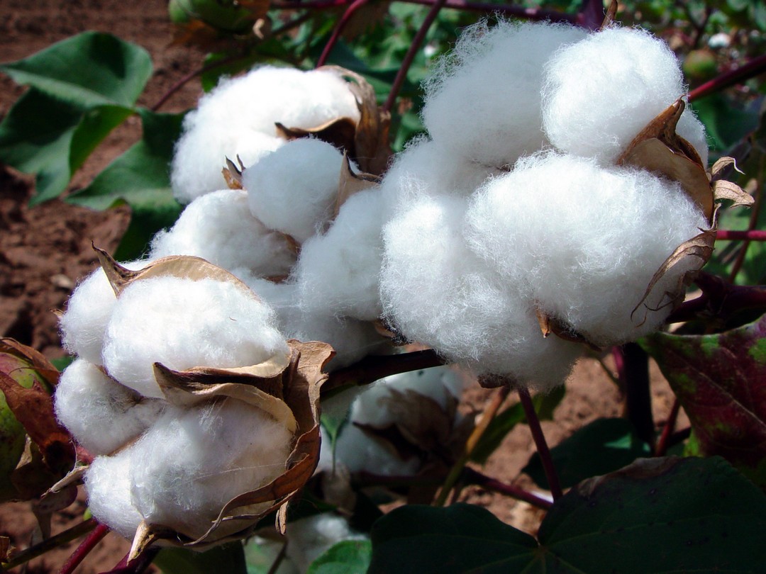 
          La Chronique des matières premières agricoles: Le coton au 8 mai 2020