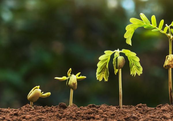 
          Formation agricole: Un programme de formation d’agroforesterie communautaire au Sénégal