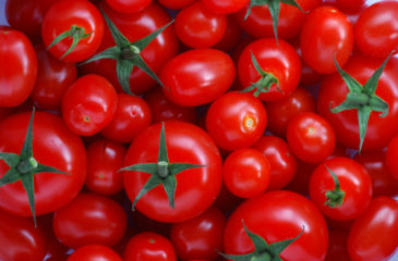 
          S’affranchir des importations de concentrés de tomate et d’impulser le développement de l’industrie locale de transformation; c'est le choix du Nigéria