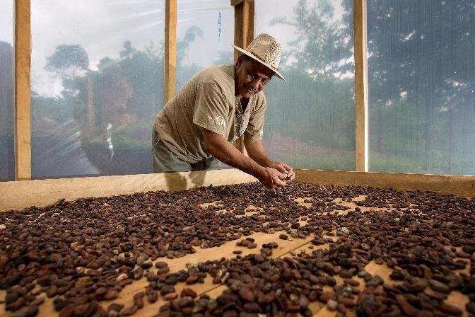 
          L’approvisionnement en cacao dans les prochains mois sera t-il impacté par le Covid-19? 