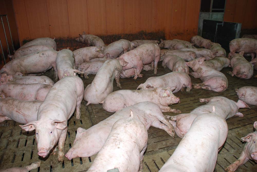 
          Alerte maladies animales: Une épidémie de peste porcine africaine dans la province du Cap-Oriental en Afrique du sud