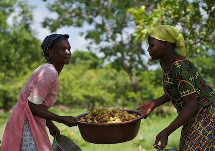 
          La filière karité, une production fortement concentrée, un marché dynamique, mais de nombreux défis en perspective