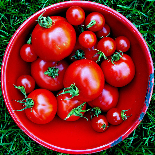 
          Tomato Jos au Nigéria s'efforce d'augmenter les rendements et les revenus des petits producteurs de tomates locaux