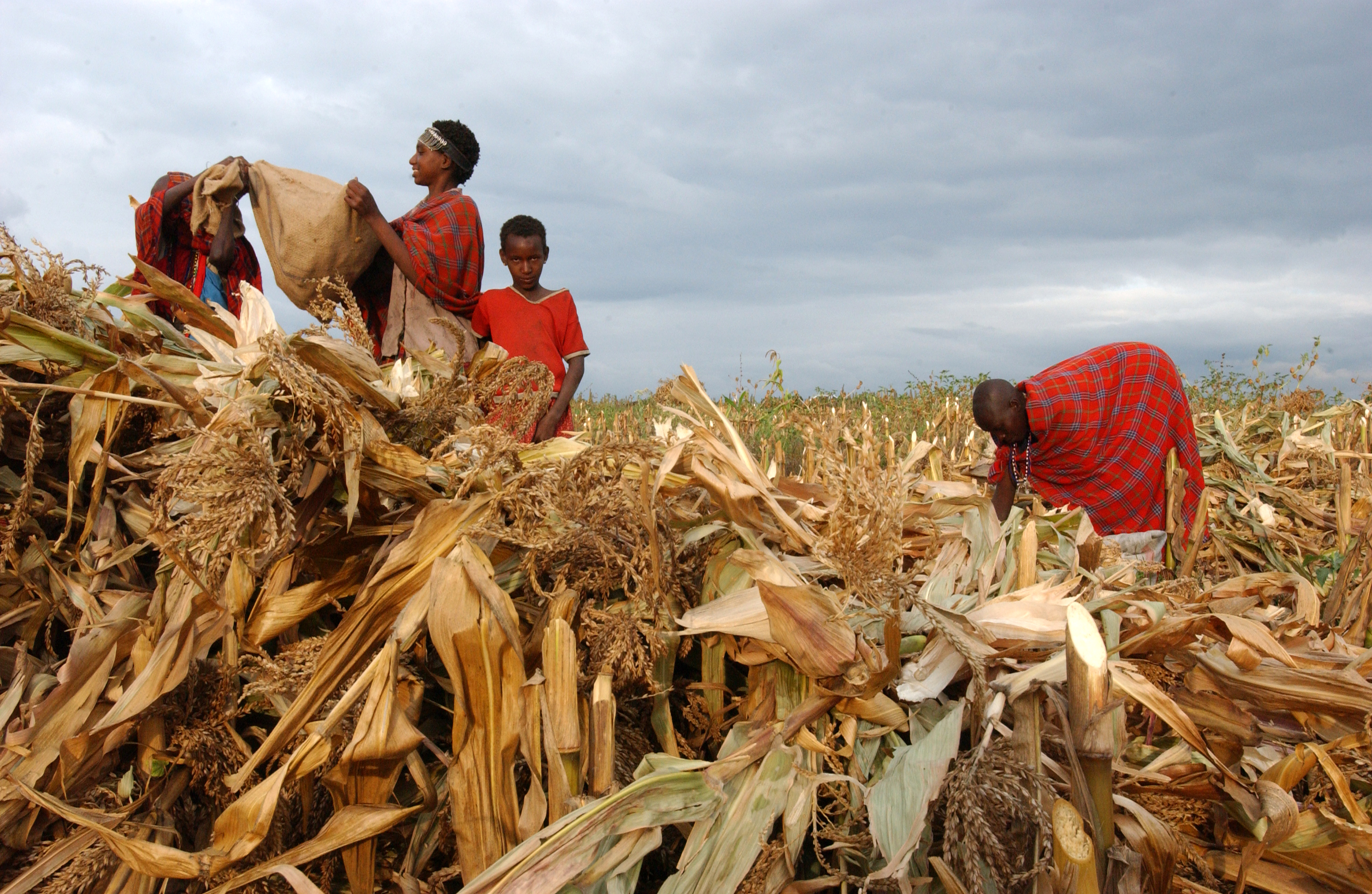 
          Financement agricole au Kenya: Apollo agriculture va aider encore plus les petits exploitants agricoles du Kenya à maximiser leurs revenus 