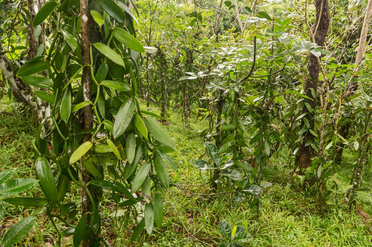 
          L'initiative « Sustainable Vanilla for People and Nature », pour  la préservation de la biodiversité au Madagascar