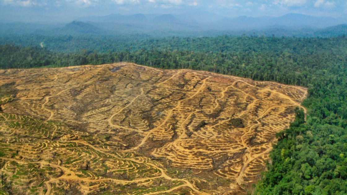 
          Filière cacao: Où en est l’Initiative Cacao et Forêts (ICF)?