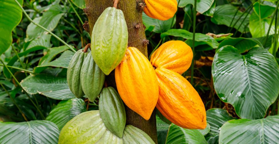 
          Chronique des matières premières agricoles: Le cacao au 21 mai 2020