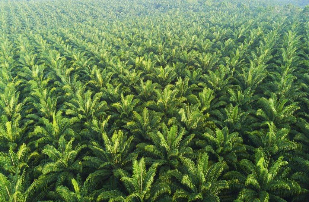 
          Chronique des matières premières agricoles: L’huile de palme au 21 mai 2020