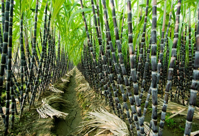 
          Chronique des matières premières agricoles: Le sucre au 21 mai 2020