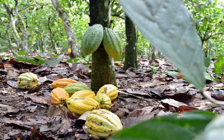 
          Le travail des enfants dans le cacao: La  Côte d'Ivoire et le Ghana rejettent le rapport américain