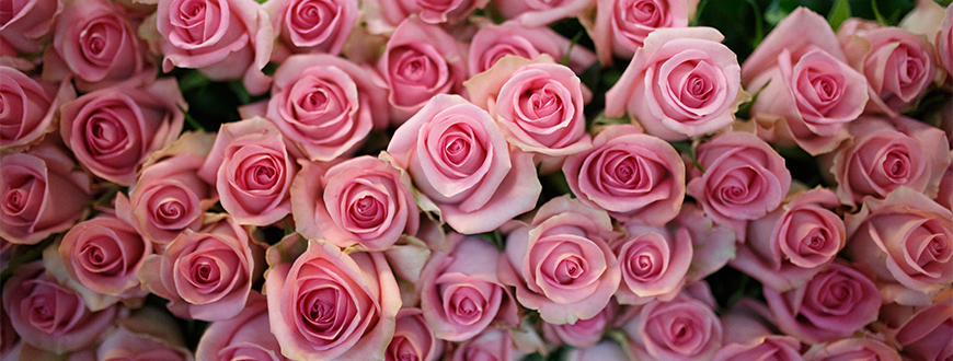 
          L’horticulture au Kenya: La filière floricole reprend des couleurs 