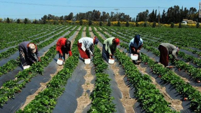 
          À travers son rapport L'ITFC  fait valoir son attachement au financement  agricole en Afrique et ailleurs 