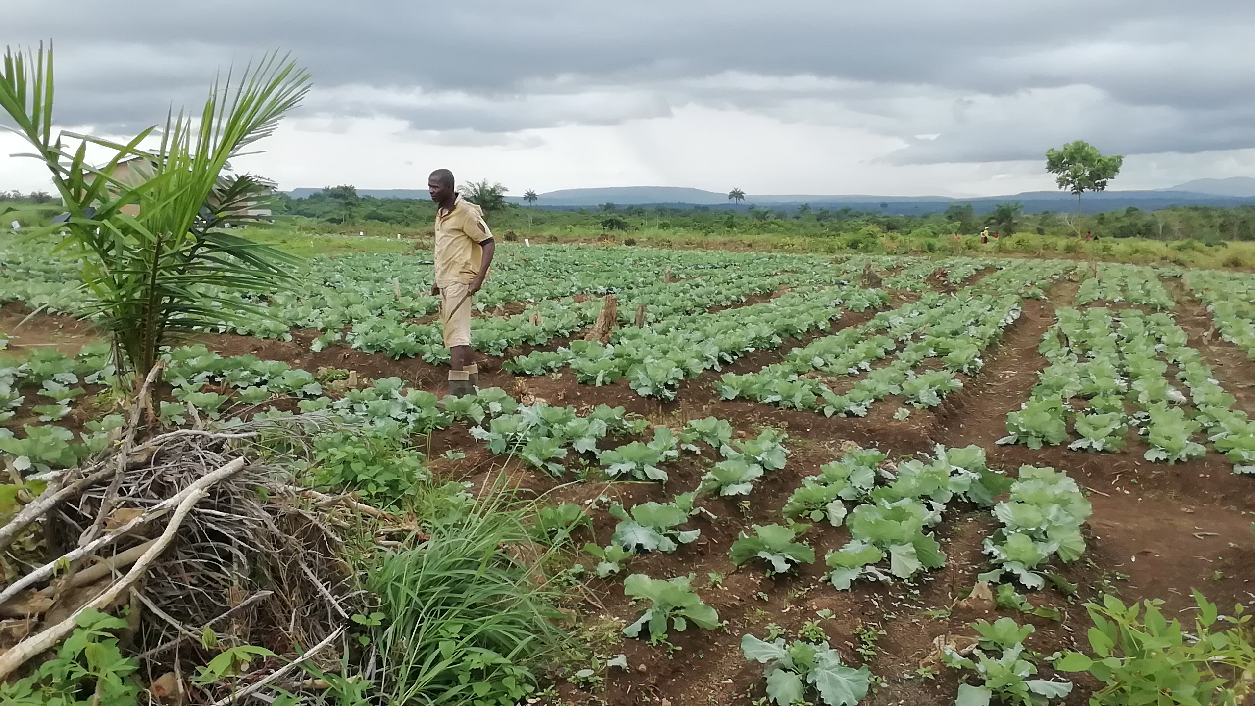 
          Financement agricole: La Banque Mondiale apporte son soutien à l’agriculture du Libéria