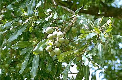 
          L'arbre de karité peut cultiver une résilience au changement climatique  en Afrique de l’Ouest ?