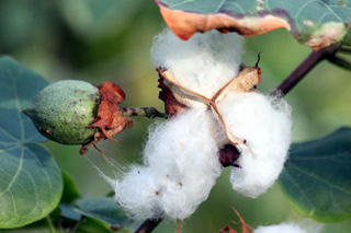 
          Chronique des matières premières agricoles: Le coton au 28 mai 2020