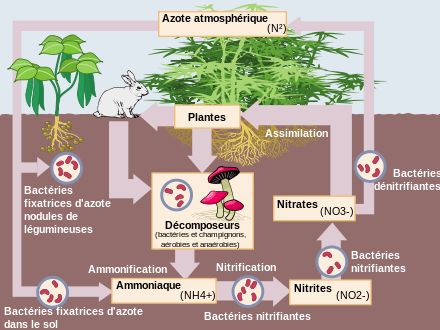 
          Quelle est la part d’utilisation de l'azote par rapport au phosphate et à la potasse en Afrique de l’Ouest ?