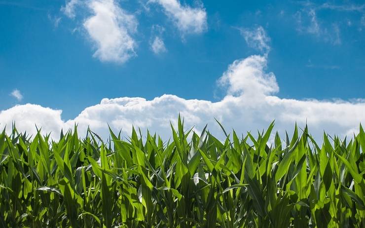 
          Agriculture de demain: Produire plus avec moins en pratique