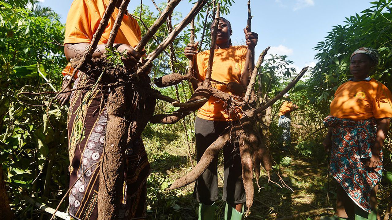 
          Impact de la COVID-19 sur la production alimentaire en Afrique de l'Ouest