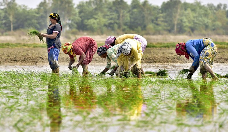 
          La pandémie mondiale de COVID-19 et ses répercussions sur le secteur agricole