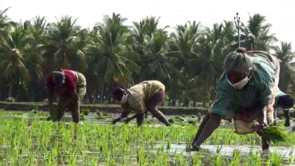 
          Les impacts de la COVID-19 sur la production agricole en Afrique: Manque de main-d’œuvre agricole