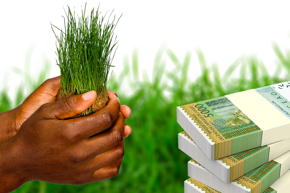 
          Les impacts de la COVID-19 sur la production agricole en Afrique: Le financement du secteur agricole