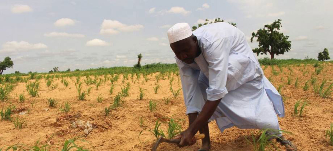 
          Financement agricole: De plus en plus d’engagement du secteur bancaire dans l’agriculture au Nigeria 