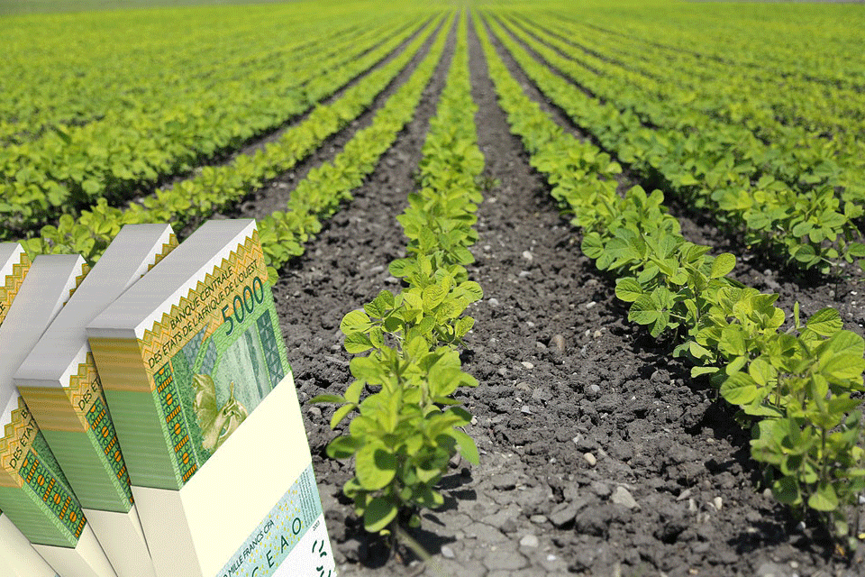 
          Subventions agricole: L’agriculture sénégalaise bénéficie d’une subvention de l’AFD