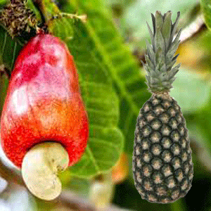 
          Crédit agricole au Bénin: Avec l’octroie d’un crédit, la Banque mondiale participe à la redynamisation des filières  noix de cajou et ananas 