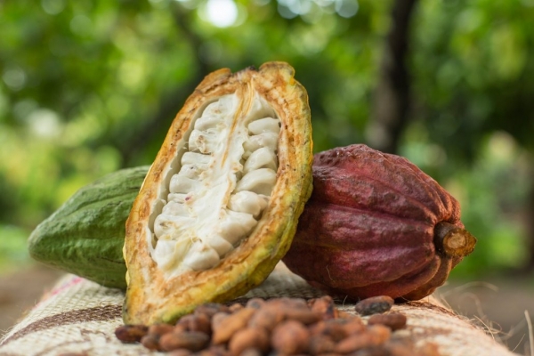 
          [Chronique] Les matières premières agricoles: Le cacao au 11 juin 2020