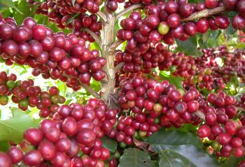 
          [Chronique] Les matières premières agricoles: Le café  au 11 juin 2020