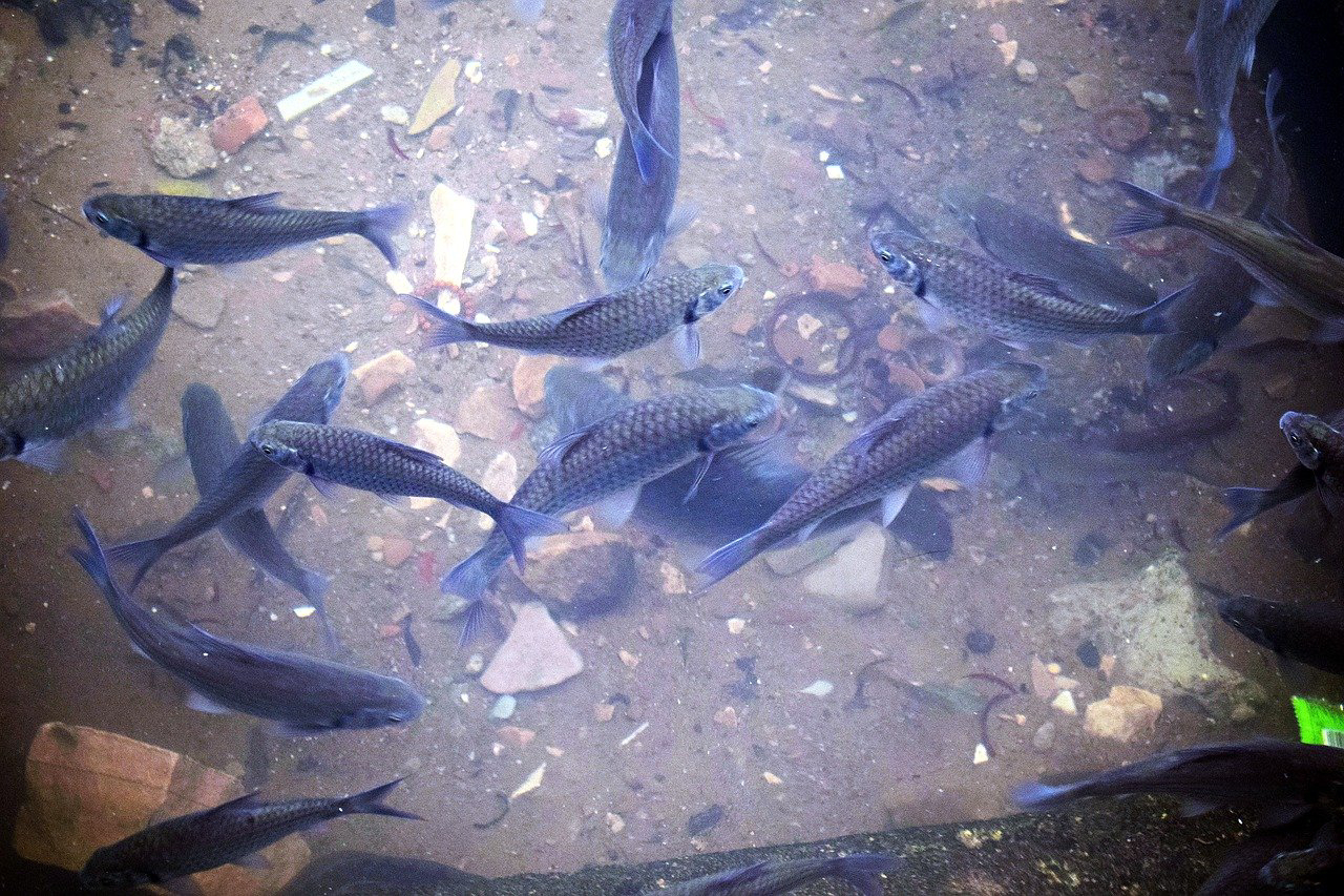 
            Pêche et aquaculture: Prévision de la production aquacole en Afrique d’ici 2030