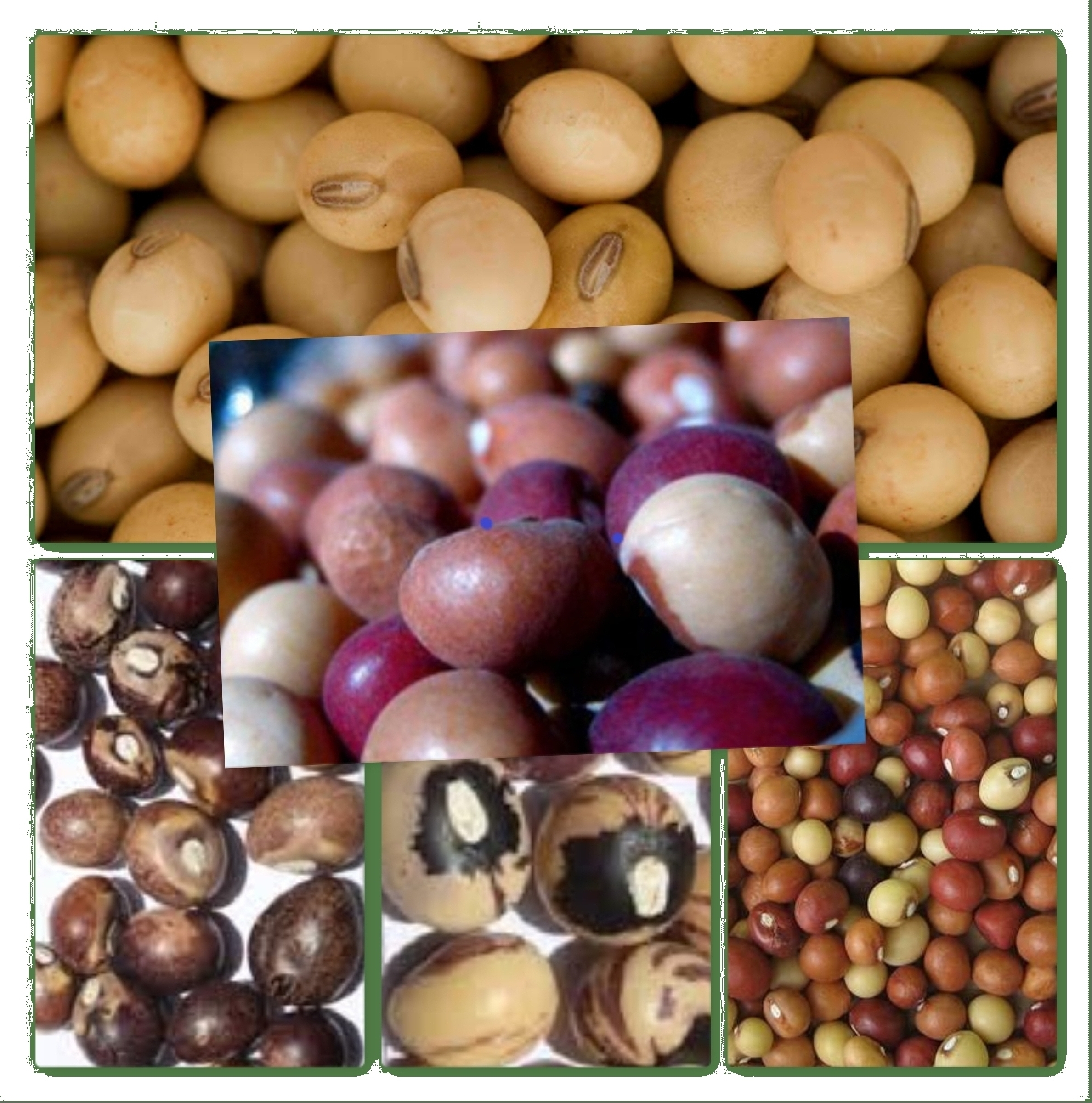 
          BIEN À SAVOIR SUR LA CULTURE DU VOANDZOU (POIS DE TERRE) 