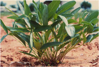 
          LES ÉTAPES AGRONOMIQUES DE LA PRODUCTION DU VOANDZOU