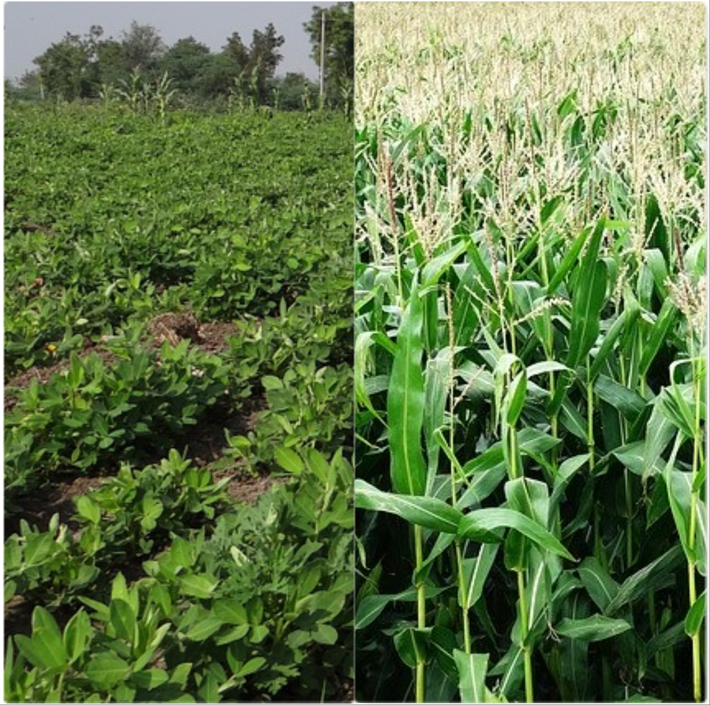 
          BIEN À SAVOIR AVANT LA CONCEPTION DE LA ROTATION EN AGRICULTURE BIOLOGIQUE