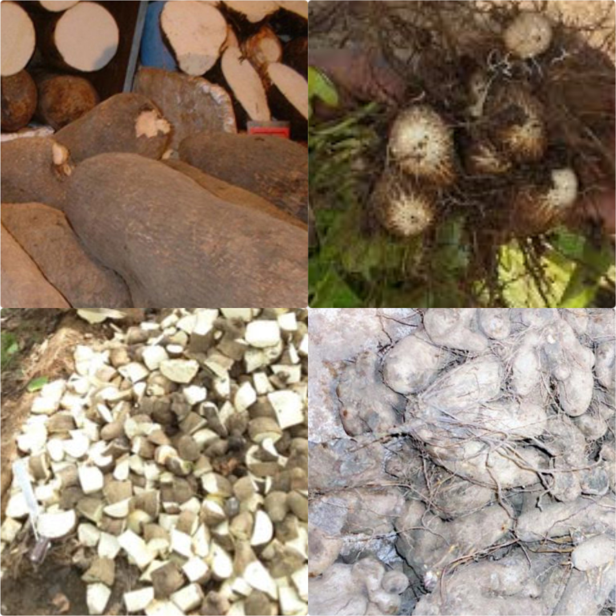 
          MÉTHODES DE PRODUCTION DE  SEMENCEAUX D’IGNAME