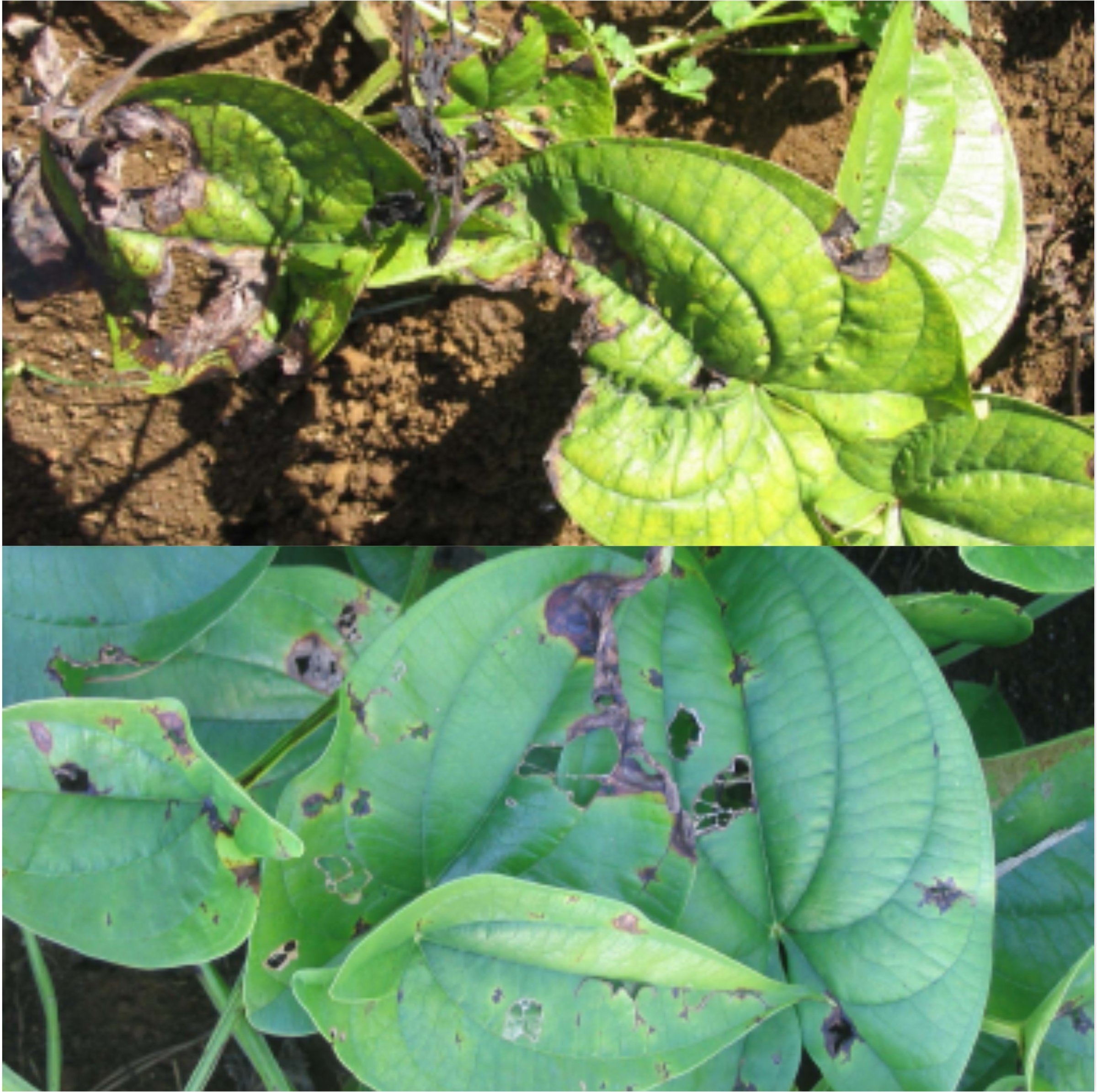 
          IDENTIFIER ET LUTTER CONTRE LA MALADIE DE L’ANTHRACNOSE  DE L’IGNAME