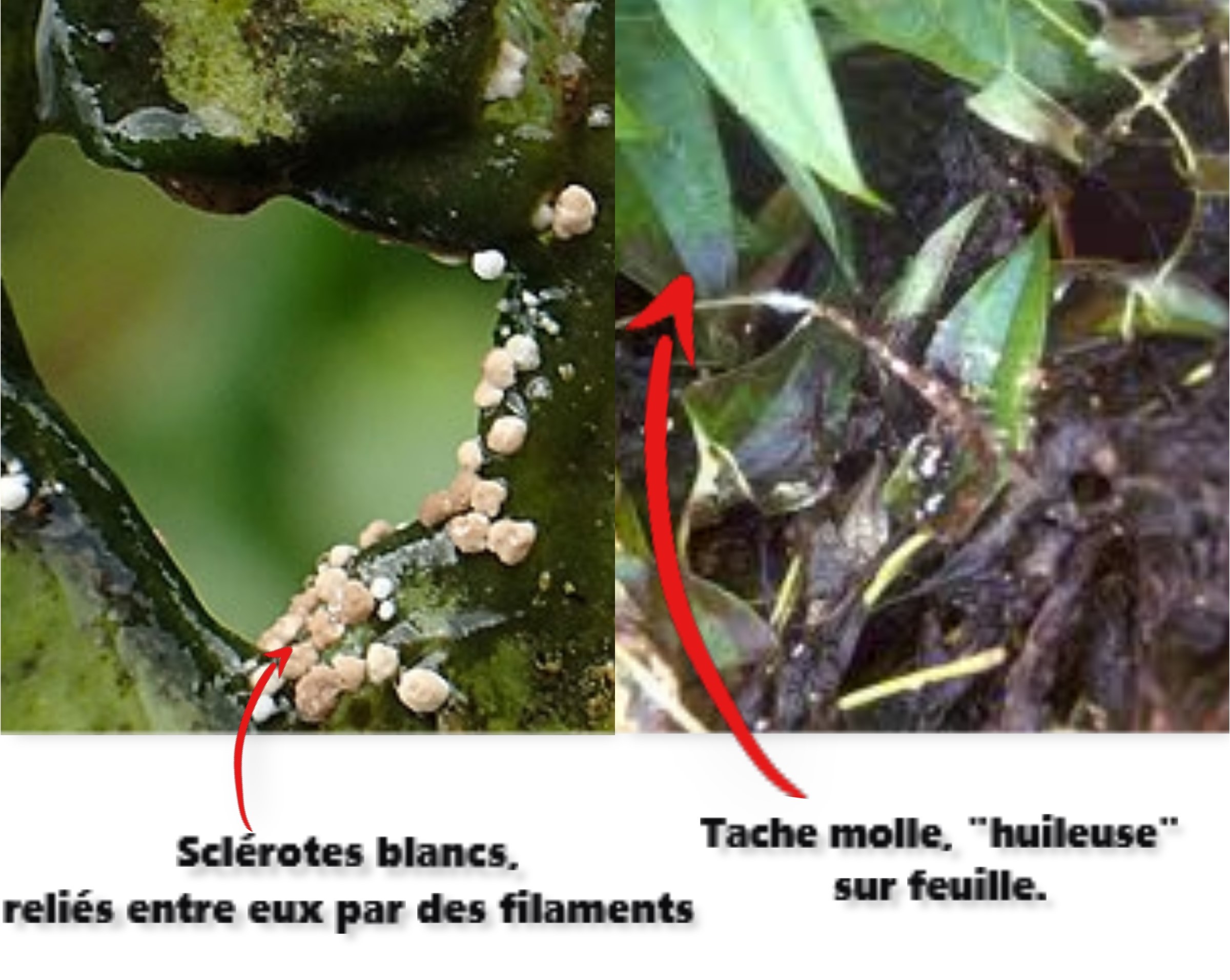 
          IDENTIFIER ET LUTTER CONTRE LA MALADIE DU RHIZOCTONE DE L’IGNAME