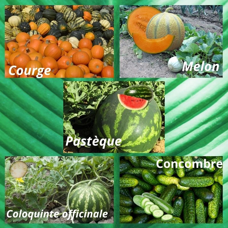 
          COURGE, COLOQUINTE, CALEBASSE, PASTÈQUE, MELON, CONCOMBRE ET CORNICHON : DES CUCURBITACÉES À DISTINGUER